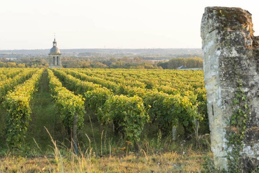 Studio Au Coeur Des Vignes Leilighet Montlouis-sur-Loire Eksteriør bilde